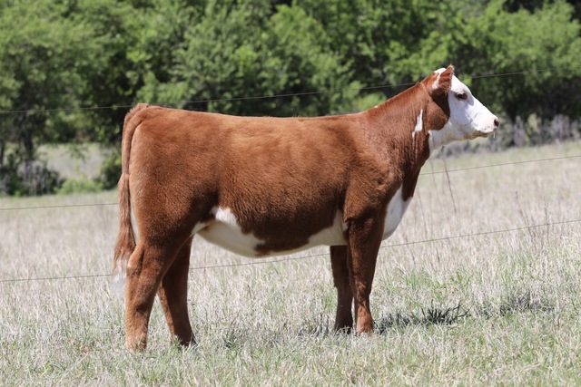 HOW TO TAKE PROFESSIONAL LIVESTOCK PHOTOS FOR ONLINE AUCTIONS